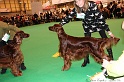 Crufts2011_2 103